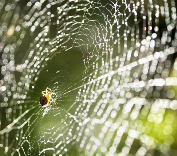 Husedderkopperne er de største edderkopper, vi har i Danmark.